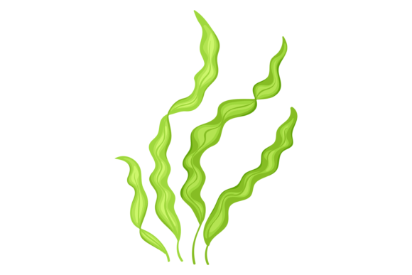 Download Brown Algae Plant. Marine Aquatic Wild F - Marine Collection